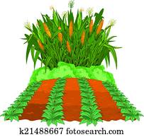 Planting corn Planting corn