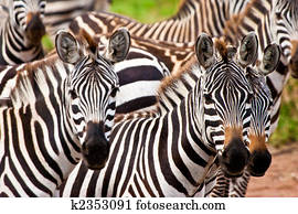 Zebra animal Zebra animal