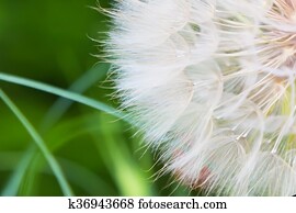 dandelion, abstratos, closeup, tranqüilo, textura, fundo
