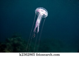 jellyfish jellyfish