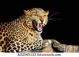 Leopard Leopard