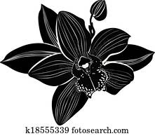 Orchids flowers it is isolated Orchids flowers it is isolated