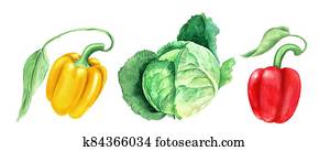 Set of vegetables: cabbage and yellow and paprikas watercolor illustration Set of vegetables: cabbage and yellow and paprikas watercolor illustration