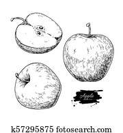 Apple vector drawing. Hand drawn fruit and sliced pieces. Summer Apple vector drawing. Hand drawn fruit and sliced pieces. Summer
