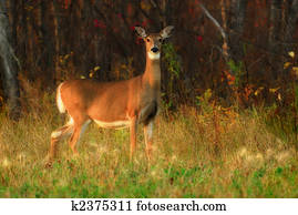 cervos tailed brancos, em, floresta, borda