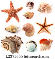 seashells and starfish set seashells and starfish set