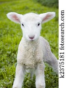 Soft Lamb Soft Lamb