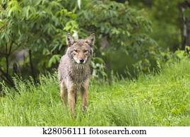 um, solitário, coiote, em, verão