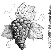צרור של ענבים
