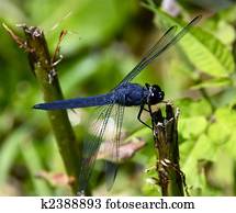 Dragonfly Dragonfly