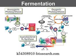 Fermentation Fermentation