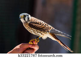 American kestrel