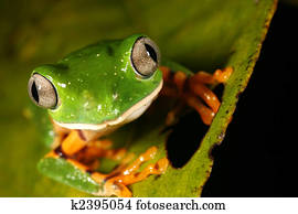 Barred monkey frog (Phyllomedusa tomopterna) Barred monkey frog (Phyllomedusa tomopterna)