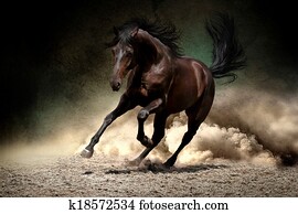 Horse gallop in desert Horse gallop in desert