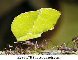 Leaf cutter ant Leaf cutter ant