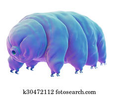 a water bear a water bear