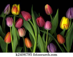 Colorful Tulips Colorful Tulips