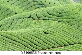Complex landform and tea trees