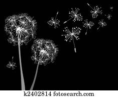 dandelions dandelions