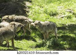 Howling coyotes Howling coyotes