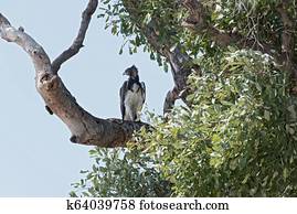Martial Eagle sitting on a branch in Chobe National Park, Botswana 2