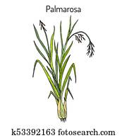 palmarosa, cymbopogon, martinii, ,, צמח תרופתי