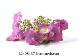 purple hydrangea