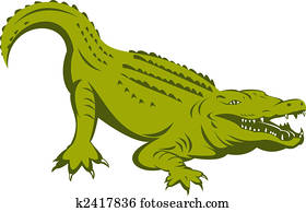 Alligator about to attack Alligator about to attack