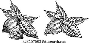 cocoa beans cocoa beans