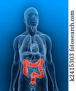 colon colon