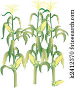 Corn on the cob stalks illustration Corn on the cob stalks illustration