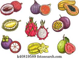 Hand drawn tropical and exotic fruits
