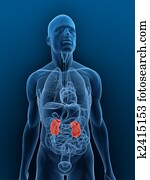 highlighted kidneys highlighted kidneys