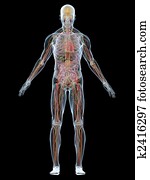 human anatomy human anatomy