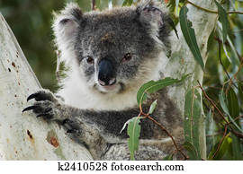 Koala in Australia Koala in Australia
