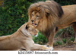 leão, aparência, um, leoa