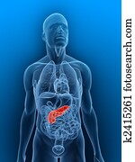 pancreas pancreas