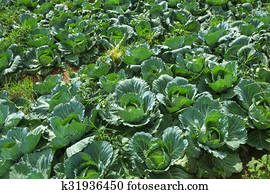 vegetable garden vegetable garden