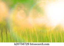 verde, gramado, e, luz solar