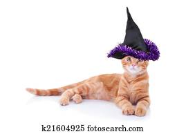 מכשפה, חתול