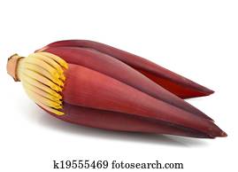 Banana flower Banana flower