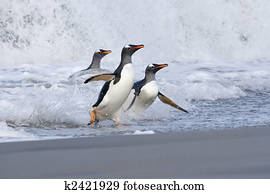 Gentoo penguins (Pygoscelis papua)