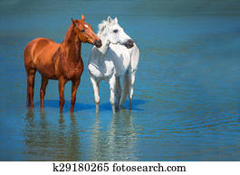 horse horse