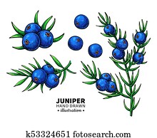 Juniper vector drawing. Isolated vintage illustration of berry Juniper vector drawing. Isolated vintage illustration of berry