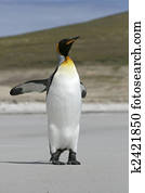 King penguin (Aptenodytes patagonicus)