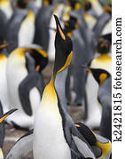 King penguin (Aptenodytes patagonicus)