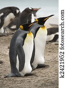 King penguins (Aptenodytes patagonicus)