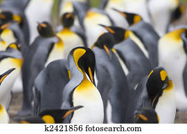 King penguins (Aptenodytes patagonicus)