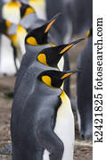 King penguins (Aptenodytes patagonicus)