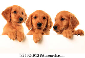 retriever dourado, filhotes cachorro